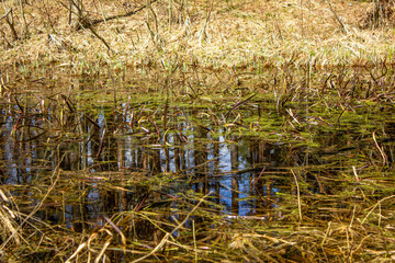 Grass in the swamp.Marshy area in the close-up