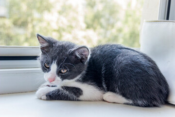 a cute grey male kitty sitting on windowsill