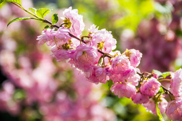 a beautifull blossoming pink flowers