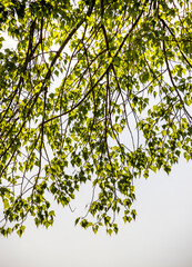 a green poplar leaves