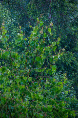 Fototapeta na wymiar a green aspen leaves