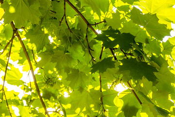 background of green maple leaves
