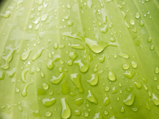 Water droplets on banana leaves -photo