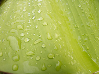 Water droplets on banana leaves -photo