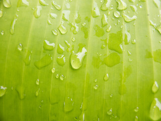 Water droplets on banana leaves -photo