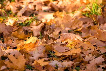background of autumn leaves in the park