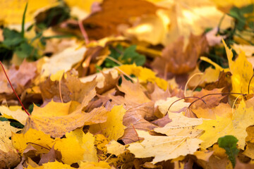 background of autumn leaves in the park