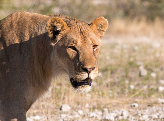 muzzle lioness
