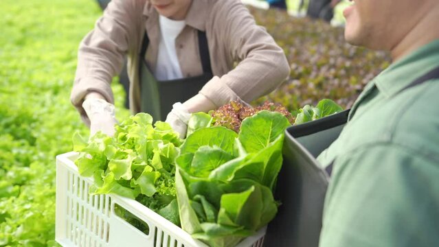 Asian couple farmer working in organic vegetables hydroponic system farm. Male and female salad garden owner harvesting fresh lettuce vegetable in greenhouse garden. Small business vegan food concept.