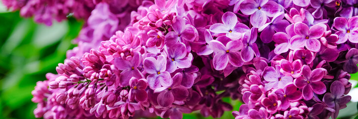 Branches with beautiful purple lilac. Long spring banner with tender bright lilac flowers.