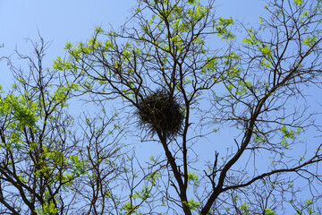 Bird's nest  on tree branches with green leaves under blue  sky