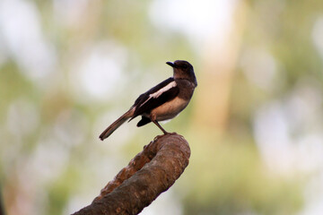 The Oriental magpie-robin (Copsychus saularis) is a small passerine bird.It is very useful for environment keeping clean by eating insects.