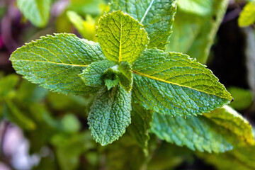 Spearmint, also known as garden mint, common mint, lamb mint and mackerel mint, is a species of mint, Mentha spicata, native to Europe and southern temperate Asia