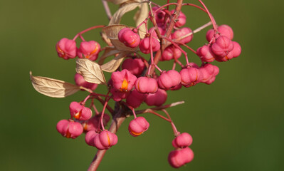 European birch bark - berries on a branch