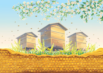 Bee apiary with honeycomb in the foreground and flowering fruit tree branch. Vector illustration.