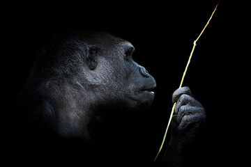 Portrait of a western lowland gorilla (GGG) close up. Silverback - adult male of a gorilla in a...