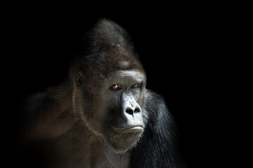 Portrait of a western lowland gorilla (GGG) close up. Silverback - adult male of a gorilla in a native habitat. Jungle of the Central African Republic. Summer, spring, zoo, cub, female.
