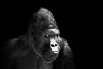 Portrait of a western lowland gorilla (GGG) close up. Silverback - adult male of a gorilla in a...