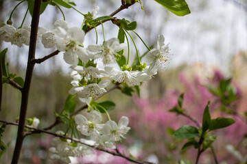 Branch with flowers of apple tree