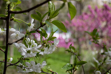 Branch of blossoming apple tree. Blur. Horizontal Orientation