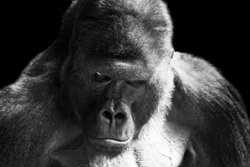 Portrait of a western lowland gorilla (GGG) close up. Silverback - adult male of a gorilla in a native habitat. Jungle of the Central African Republic. Summer, spring, zoo, cub, female.
