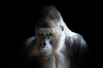 Portrait of a western lowland gorilla (GGG) close up. Silverback - adult male of a gorilla in a native habitat. Jungle of the Central African Republic. Summer, spring, zoo, cub, female.
