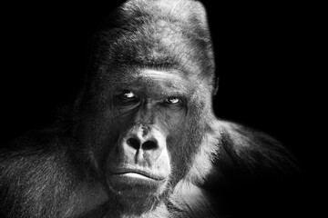 Portrait of a western lowland gorilla (GGG) close up. Silverback - adult male of a gorilla in a native habitat. Jungle of the Central African Republic. Summer, spring, zoo, cub, female.
