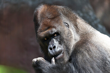 Obraz premium Portrait of a western lowland gorilla (GGG) close up. Silverback - adult male of a gorilla in a native habitat. Jungle of the Central African Republic. Summer, spring, zoo, cub, female. 