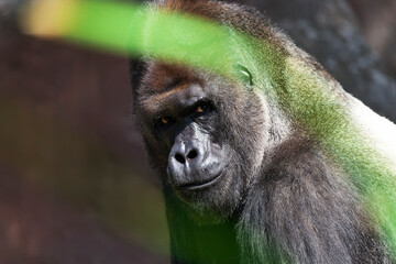 Portrait of a western lowland gorilla (GGG) close up. Silverback - adult male of a gorilla in a native habitat. Jungle of the Central African Republic. Summer, spring, zoo, cub, female.
