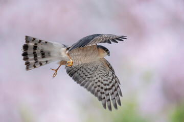 春のハイタカ