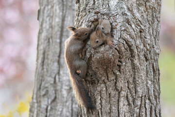 エゾリスの子供