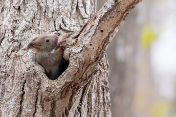 エゾリスの子供