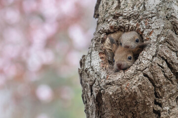 エゾリスの子供