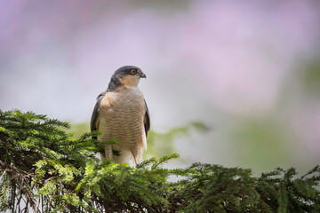 春のハイタカ