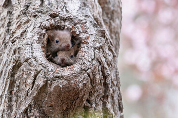 エゾリスの子供