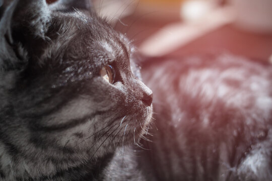Profile photo of a cat in warm backlight.