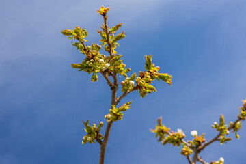 Beautiful view of blooming cherry tree isolated on blue sky with white clouds background. Sweden.