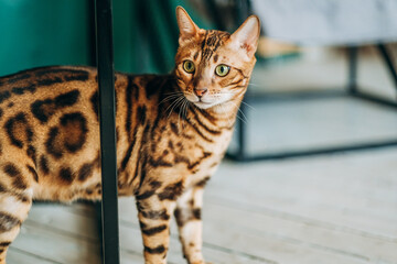 A young Bengal cat walks around the room.