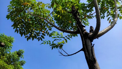 The view of tree and sky in the garden during sunny day