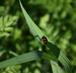 common Blood cicada
