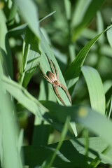 Nursery web spider
