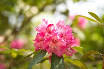 力強さと可憐さと