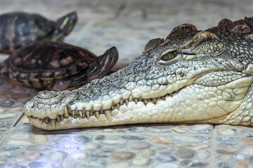 a close-up portrait of a crocodile in a zoo
