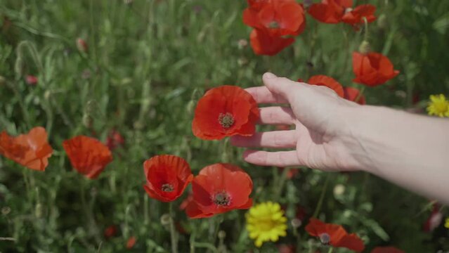 Beautiful bright red poppies sway in the wind. Scarlet flowers on a background of green grass. Spring mood. Warm day in nature. Holidays in the countryside. Close-up of a hand touching delicate petals