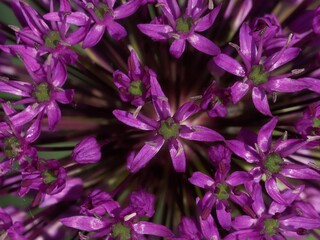 Fototapeta na wymiar purple flowers background