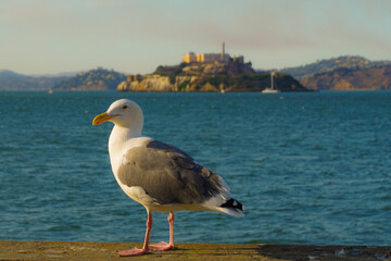 Seagull at alcatraz