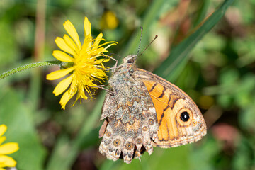 papillon pyronia tithonus