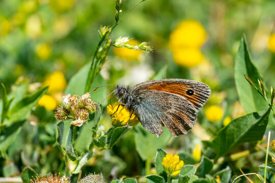 papillon pyronia tithonus