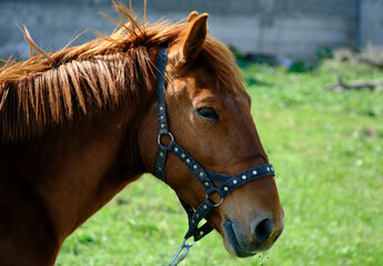Obraz premium Red horse in Tbilisi, Georgia