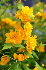 庭に咲くヤエヤマブキ（八重山吹）